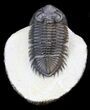 Large Bug-Eyed Coltraneia Trilobite - #31037-1